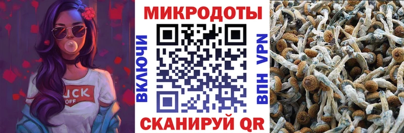 Купить закладки Игарка Псилоцибиновые грибы мицелий